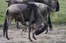 Arusha National Park Half Day Tour