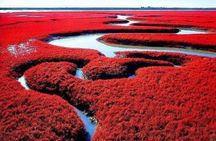 All-Inclusive Private Day Tour to Red Beach in Panjin City