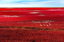 All-Inclusive Private Day Tour to Red Beach in Panjin City