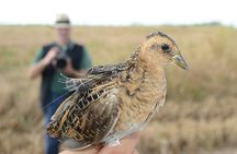 Agadir bird watching