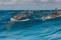 Dolphin watching and Snorkeling at Mnemba Atoll - Private Tour