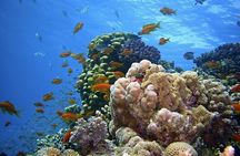 Dolphin watching and Snorkeling at Mnemba Atoll - Private Tour