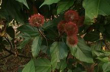 Spice Farm Tour and Jozani Forest Private Tour in Zanzibar