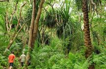 Jozani Forest, Village Tour and Mtende Beach Private Trip