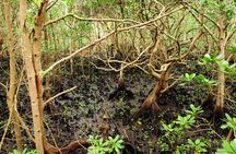 Jozani Forest, Village Tour and Mtende Beach Private Trip
