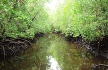Jozani Forest, Village Tour and Mtende Beach Private Trip