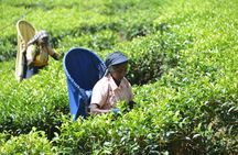 Galle Fort And Tea Factory Visit