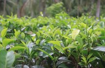 Galle Fort And Tea Factory Visit
