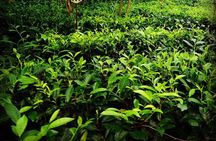 Galle Fort And Tea Factory Visit