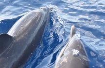 Dolphin's Watching Martinique