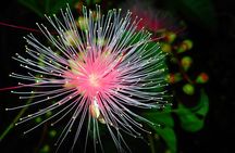 Okinawa Ishigaki Sagaribana Watching Tour June to August only