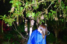 Okinawa Ishigaki Sagaribana Watching Tour June to August only