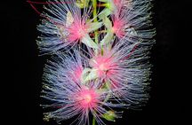 Night Tour in Iriomote: Watch the One-Night Flower “Sagari-bana”