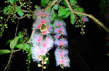 Okinawa Ishigaki Sagaribana Watching Tour June to August only
