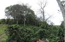 TOUR the Coffee Soul: Premium Coffee and Tasting Tour