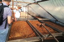 TOUR the Coffee Soul: Premium Coffee and Tasting Tour