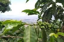 TOUR the Coffee Soul: Premium Coffee and Tasting Tour