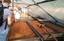 Specialty coffee experience & tasting 20 min from El Poblado MDE