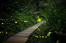 Ishigaki Sunset Limited Time Yaeyama Firefly Viewing Tour