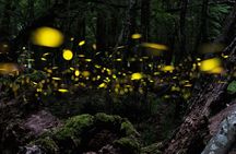 Ishigaki Sunset Limited Time Yaeyama Firefly Viewing Tour