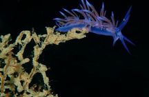 Discover Scuba Diving in Naxos, Greece