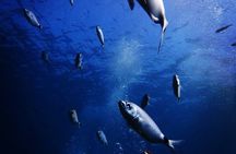 Discover Scuba Diving in Naxos, Greece