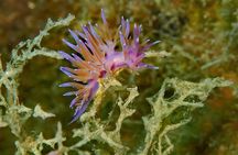 Discover Scuba Diving in Naxos, Greece
