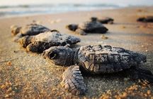 Turtle Watching Adventure