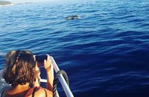 Dolphin Watching & Sunset Boat Tour With Dinner and Drinks 