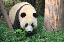 10-Day Private tour to Chengdu, Chongqing,Yangtze River Cruise and Shanghai
