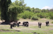 Chobe day safari from Victoria Falls