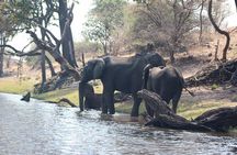 Chobe day safari from Victoria Falls