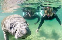 Manatee Snorkel Small Group Tour