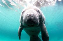 Manatee Snorkel Small Group Tour