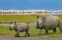 Ngorongoro Crater Day Trip
