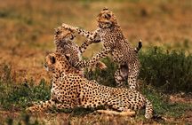 3 Days Serengeti Private Safari Tanzania 