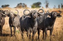 4 days Private Safari Tour Tanzania