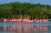 Celestun Nature Reserve Flamingo Tour-Boat to Flamingo Paradise from Merida