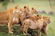 4 days Private Safari Tour Tanzania