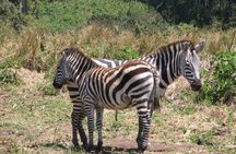 5 days Tarangire Serengeti and Ngorongoro Crater Tanzania