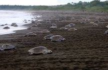 Turtle Tour Near Samara Beach
