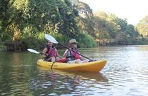 Wildlife and Mangrove Kayaking Tour Río Ora