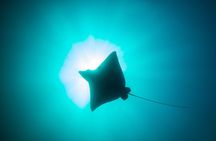 Mobula Ray Snorkeling