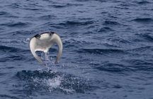 Mobula Ray Snorkeling