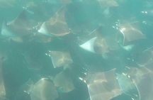 Mobula Ray Snorkeling