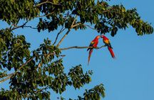 Wild Macaws Tours in Punta Islita from Playa Samara