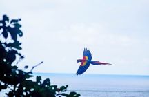 Wild Macaws Tours in Punta Islita from Playa Samara
