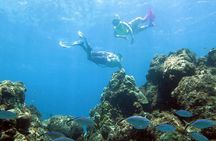 Coral Reef and Turtle Discovery Tour
