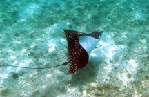 Coral Reef and Turtle Kayak Excursion