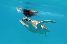 Coral Reef and Turtle Discovery Kayak and Snorkel Tour 